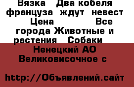  Вязка ! Два кобеля француза ,ждут  невест.. › Цена ­ 11 000 - Все города Животные и растения » Собаки   . Ненецкий АО,Великовисочное с.